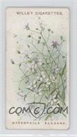 Gypsophila Elegans [Good to VG‑EX]