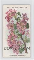 Flowering Currant [Good to VG‑EX]
