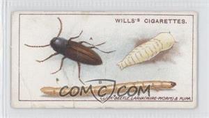 1914 Wills Garden Life - Tobacco [Base] #2 - Click-Beetle, Larva (Wire-worm), and Pupa [Good to VG‑EX]