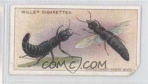 1914 Wills Garden Life - Tobacco [Base] #6 - Devil's Coach-Horse Beetle [Good to VG‑EX]