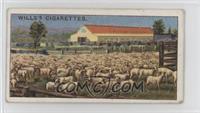 A Sheep Station, New South Wales