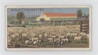 A Sheep Station, New South Wales