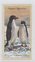 An Adelie Penguin and his Mate