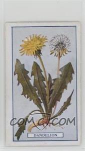 1917 Gallaher Plants of Commercial Value - Tobacco [Base] #40 - Dandelion