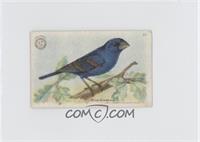 Blue Grosbeak [Good to VG‑EX]