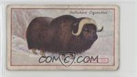 Musk Ox [Good to VG‑EX]
