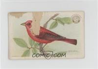 Summer Tanager [Poor to Fair]