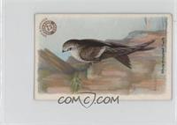 White-throated Swift [Good to VG‑EX]