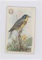 Canada Warbler [Good to VG‑EX]