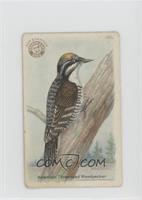 American Three-toed Woodpecker [Poor to Fair]