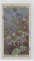 Germander Speedwell [Good to VG‑EX]