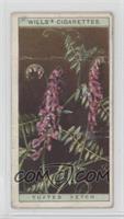 Tufted Vetch [COMC RCR Poor]