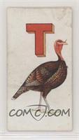 T is for Turkey