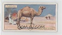 Arabian Camel [Good to VG‑EX]