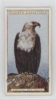 African Sea-Eagle