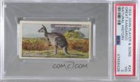 Great Kangaroo [PSA 3 VG]