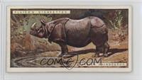 Indian Rhinoceros