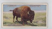 American Bison [Poor to Fair]