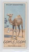 why the Camel has a Hump? [Good to VG‑EX]