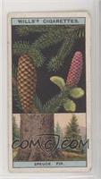 Spruce Fir, or Norway Spruce [Good to VG‑EX]