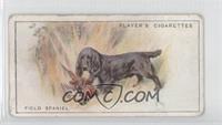 Field Spaniel [Good to VG‑EX]