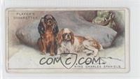 King Charles Spaniels [Good to VG‑EX]