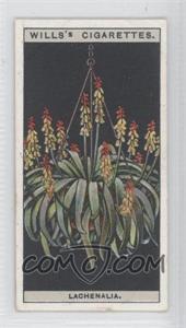 1925 Wills Flower Culture in Pots - Tobacco [Base] #30 - Lachenalia or Cape Cowslip