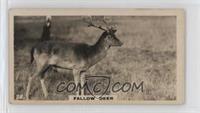 Fallow Deer [Good to VG‑EX]