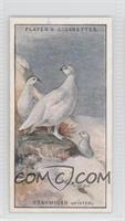 Ptarmigan (winter)