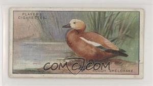 1927 Player's Game Birds and Wild Fowl - Tobacco [Base] #40 - Ruddy Sheldrake