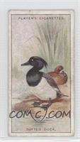 Tufted Duck [Good to VG‑EX]