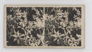 1929 BAT Here There and Everywhere Stereoscopic - Tobacco [Base] #43 - Clematis [Good to VG‑EX]
