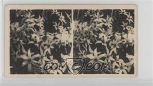 1929 BAT Here There and Everywhere Stereoscopic - Tobacco [Base] #43 - Clematis [Poor to Fair]