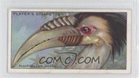 Plait-billed Hornbill