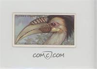 Plait-billed Hornbill