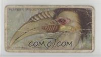 Plait-billed Hornbill [COMC RCR Poor]