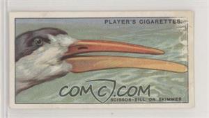 1929 Player's Curious Beaks - Tobacco [Base] #40 - Scissor-bill Or Skimmer
