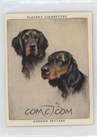 Gordon Setters