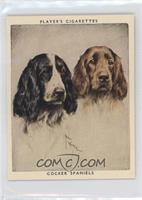 Cocker Spaniels