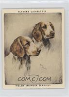 Welsh Springer Spaniels