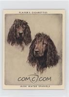 Irish Water Spaniels