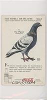 The Pigeon [Good to VG‑EX]