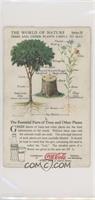 The Essential Parts of Trees and Other Plants [Good to VG‑EX]