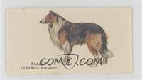 Collie (Rough-Coated)