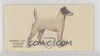 Fox Terrier (Smooth Coated)
