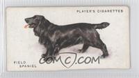 Field Spaniel