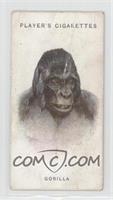 The Gorilla [COMC RCR Poor]