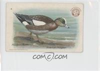 Baldpate or American Widgeon [Good to VG‑EX]