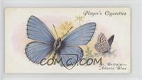 British Butterflies: The Adonis Blue