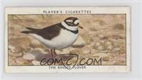 The Ringed Plover